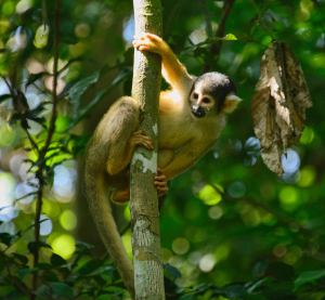 Ein Totenkopfäffchen klettert an einem Baumstamm im dichten, grünen Regenwald des Amazonas.
