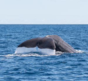 Wal hebt seine Fluke über die Wasseroberfläche des tiefblauen Atlantiks vor der Küste der Azoren.