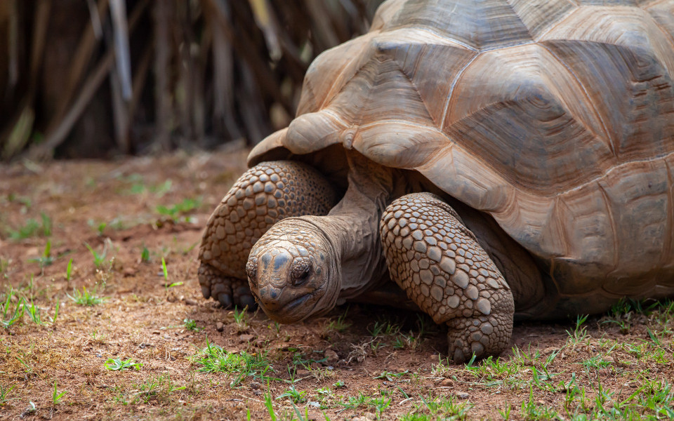 Aldabra-Riesenschildkröte auf Sizilien