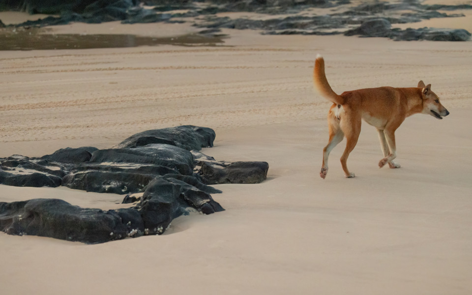 Dingo l&auml;uft am Sandstrand mit dunklen Felsen auf Fraser Island.