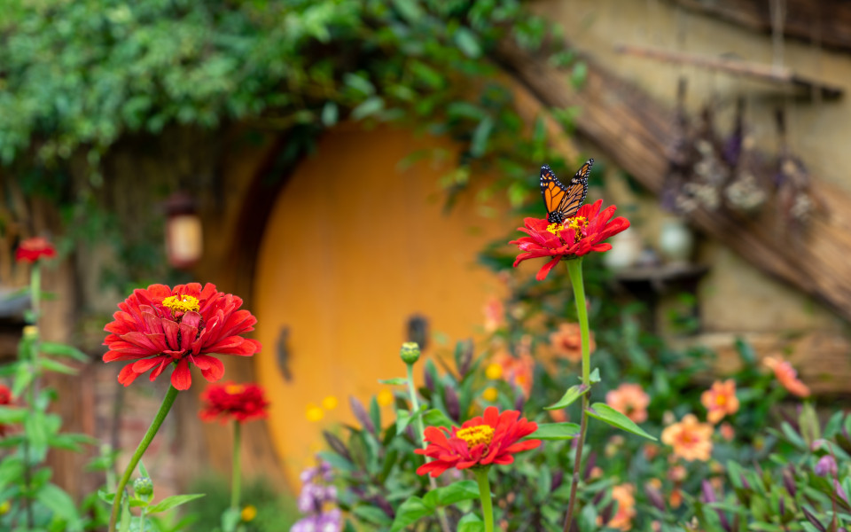Hobbit-H&ouml;hle auf Hobbiton in Neuseeland 