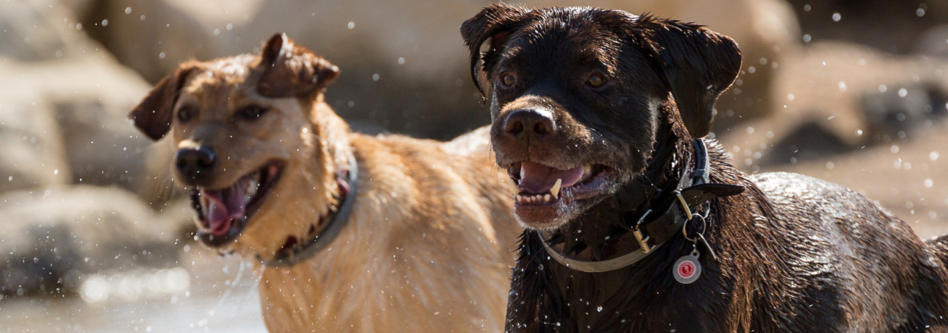 Kroatienurlaub mit Hund