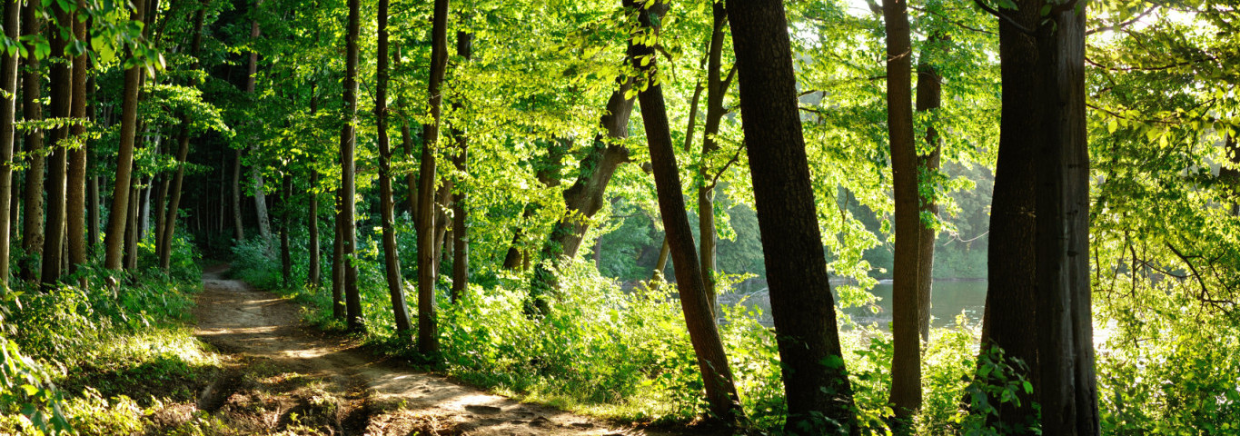 Holpriger Wanderweg inmitten eines Waldes